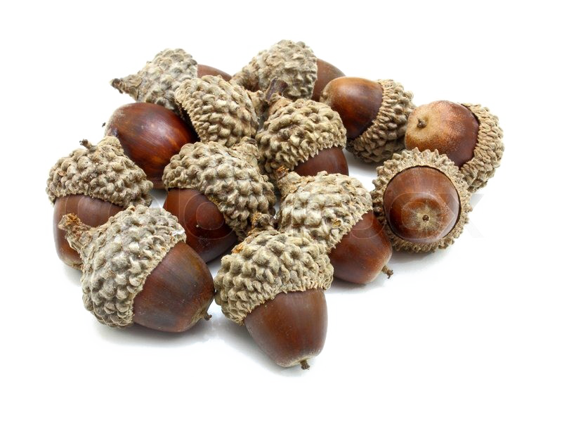 pile of acorns